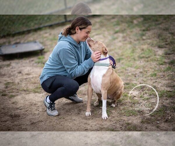 Medium Photo #2 American Pit Bull Terrier-Catahoula Leopard Dog Mix Puppy For Sale in Brewster, NY, USA