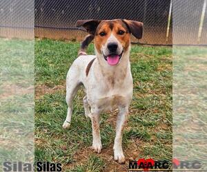 Labrador Retriever-Unknown Mix Dogs for adoption in Maryville, TN, USA