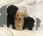 Small Photo #1 Goldendoodle Puppy For Sale in TACOMA, WA, USA