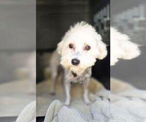 Maltipoo Dogs for adoption in Foristell, MO, USA
