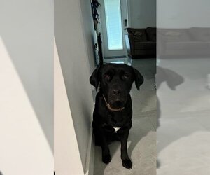 Labrador Retriever-Unknown Mix Dogs for adoption in Plantation, FL, USA