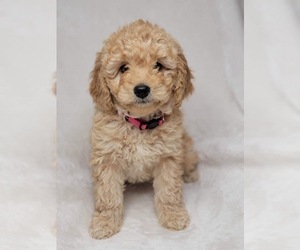 Goldendoodle (Miniature) Puppy for sale in LOUISVILLE, KY, USA