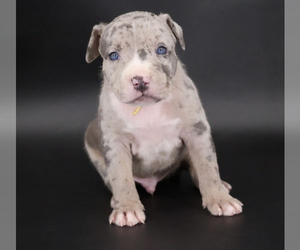 Medium Photo #4 American Bully Puppy For Sale in CHAMPAIGN, IL, USA