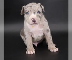 Ezra - Male American Bully Puppy for Sale - Photo #4