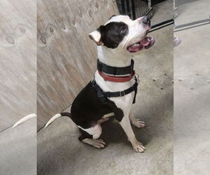 Auggie (Spot) - Male Mutt Dog for Adoption - Photo #4