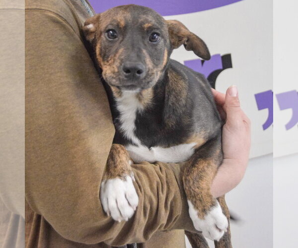 Medium Photo #8 Jack Russell Terrier-Unknown Mix Puppy For Sale in Huntley, IL, USA
