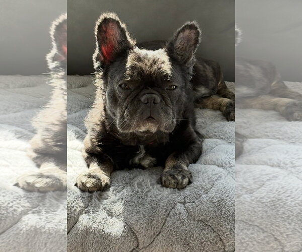 Medium Photo #3 French Bulldog Puppy For Sale in Fenton, MO, USA