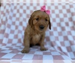 Small #5 Golden Retriever
