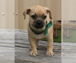 Small Pug Mix