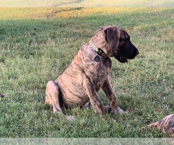 Medium Photo #1 Great Dane Puppy For Sale in TULSA, OK, USA