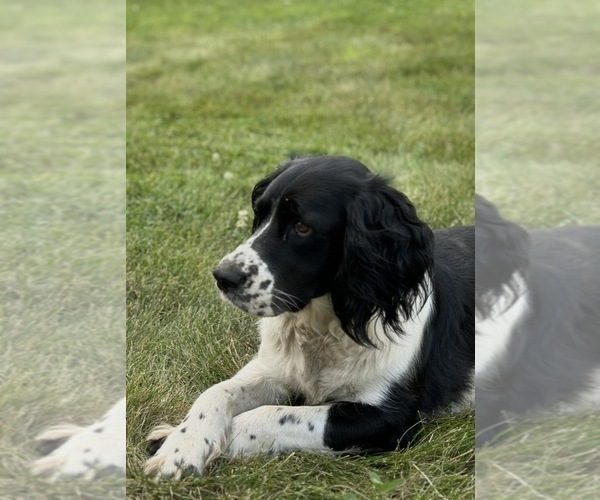 Medium Photo #1 English Springer Spaniel Puppy For Sale in BUFFALO, MN, USA