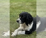 Small Photo #1 English Springer Spaniel Puppy For Sale in BUFFALO, MN, USA