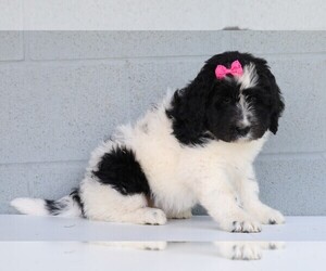 Newfypoo Puppy for sale in FREDERICKSBG, OH, USA