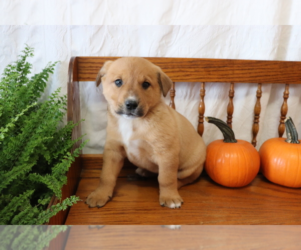 View Ad: Akita-Labrador Retriever Mix Puppy for Sale near ...