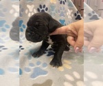 Small Photo #7 Cane Corso Puppy For Sale in LAVEEN, AZ, USA