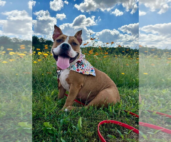 Medium Photo #3 Mutt Puppy For Sale in Evansville, IN, USA