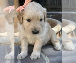 Small Photo #71 Golden Retriever Puppy For Sale in SACRAMENTO, CA, USA