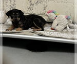Small Rottweiler Mix