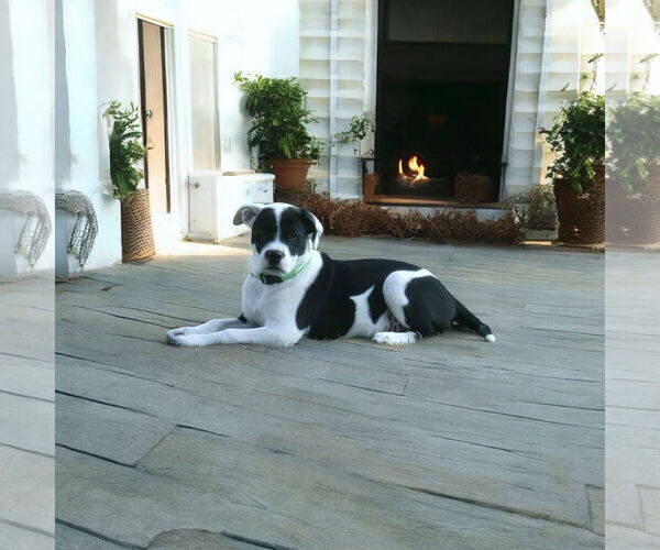 Medium Photo #1 American Bulldog Puppy For Sale in Menifee, CA, USA