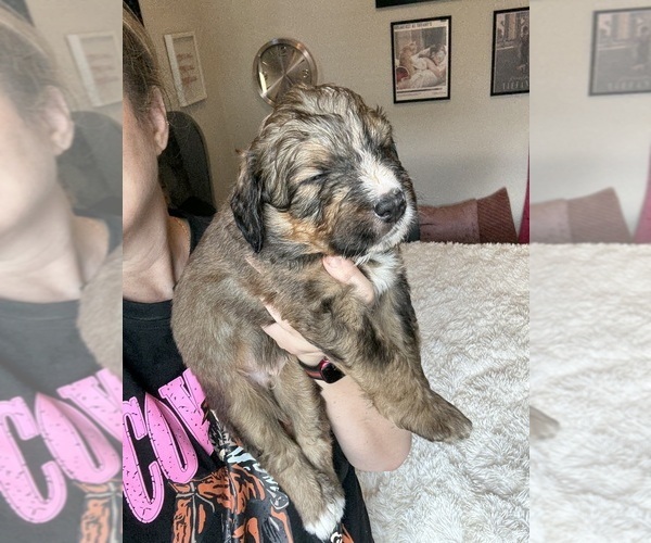 Medium Photo #26 Bernedoodle Puppy For Sale in BELMONT, NC, USA