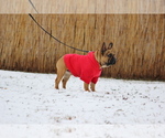 Small #2 French Bulldog