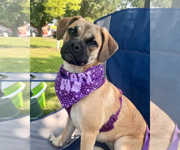 Medium Photo #1 Box-a-Pug Puppy For Sale in Minneapolis, MN, USA