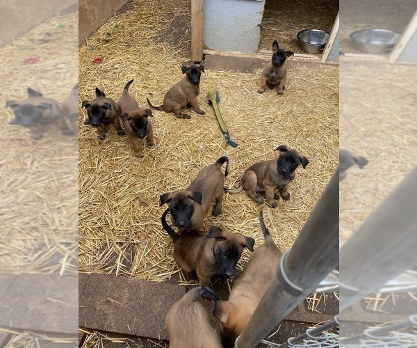Medium Photo #2 Belgian Malinois Puppy For Sale in IMPERIAL BEACH, CA, USA