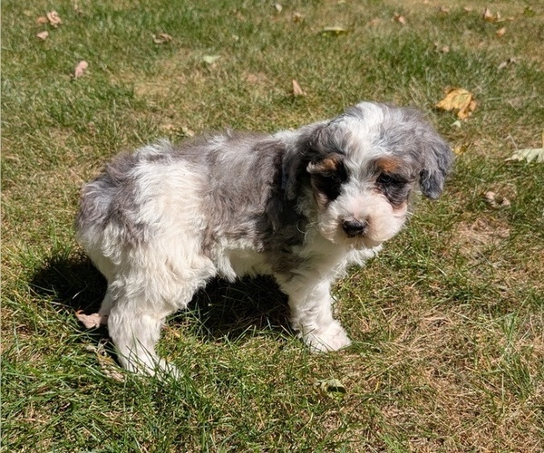 Medium Photo #59 Miniature Bernedoodle Puppy For Sale in GOSHEN, IN, USA