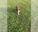 Small Photo #5 Australian Shepherd Puppy For Sale in HOLIDAY, FL, USA