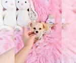 Small #12 Chihuahua