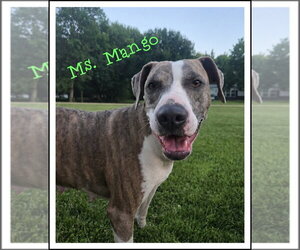 Mutt Dogs for adoption in Crystal, MN, USA