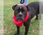 Small American Bulldog Mix