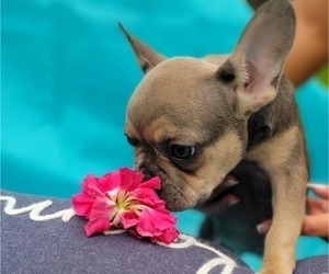 French Bulldog Puppy for sale in ATLANTA, GA, USA