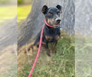 Miniature Pinscher Dogs for adoption in Newport Beach, CA, USA