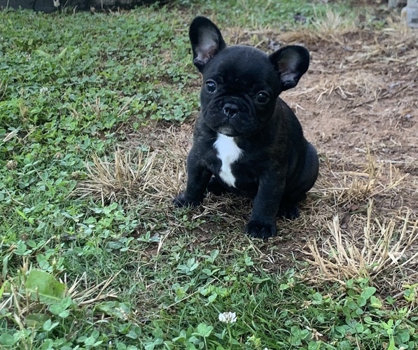 Medium Photo #1 French Bulldog Puppy For Sale in VALLEY, AL, USA