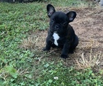 Small Photo #1 French Bulldog Puppy For Sale in VALLEY, AL, USA