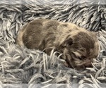 Puppy Aster French Bulldog