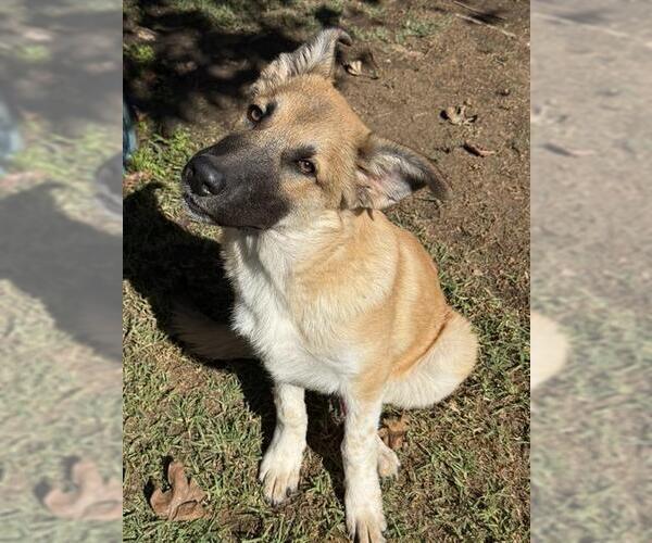 Medium Photo #1 German Shepherd Dog-Unknown Mix Puppy For Sale in Riverside, CA, USA