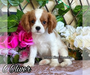 Cavalier King Charles Spaniel Puppy for sale in MIAMI, FL, USA