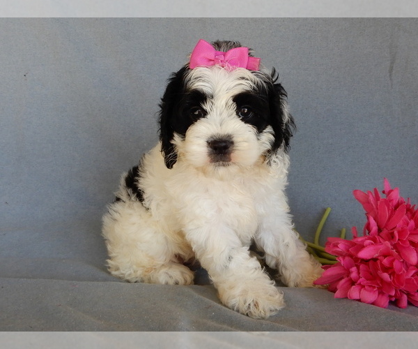 Medium Photo #5 Cockapoo Puppy For Sale in MILLERSBURG, OH, USA