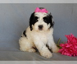 Small Photo #5 Cockapoo Puppy For Sale in MILLERSBURG, OH, USA