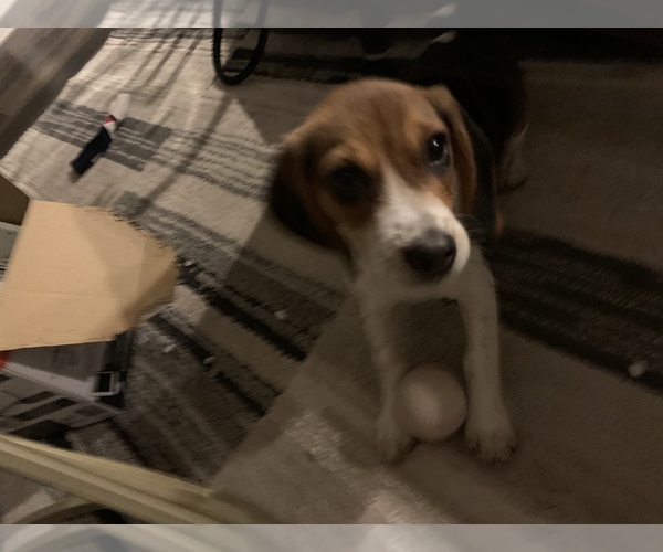 Medium Photo #3 Beagle Puppy For Sale in PARKER, CO, USA