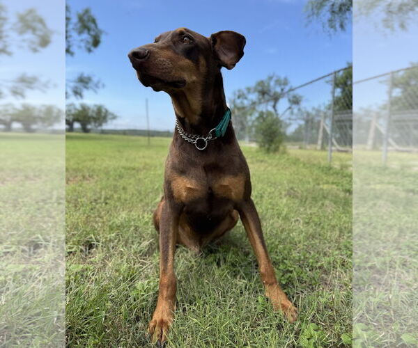 Medium Photo #3 Doberman Pinscher Puppy For Sale in Devine, TX, USA