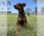 Small #2 Doberman Pinscher