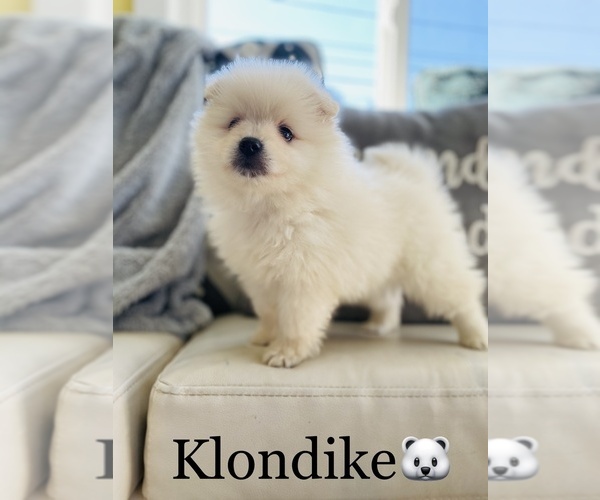 Medium Photo #1 Pomeranian Puppy For Sale in COOKEVILLE, TN, USA