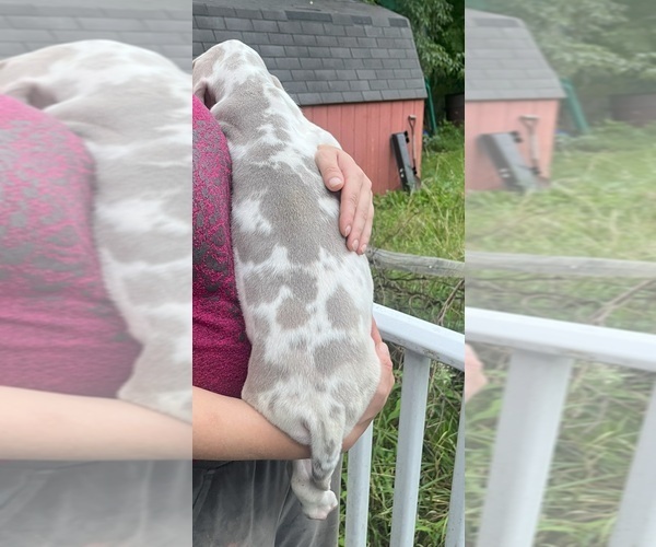Medium Photo #134 Great Dane Puppy For Sale in SPRAGGS, PA, USA