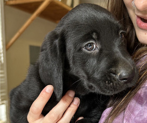 Labrador Retriever Puppy for sale in MARYVILLE, TN, USA