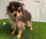 Small #2 Pomeranian