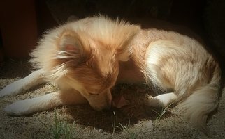 Pomeranian Dogs for adoption in TEMPE, AZ, USA