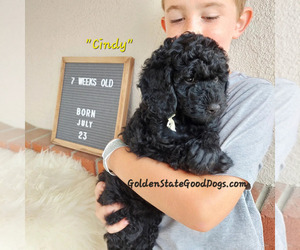 Poodle (Miniature)-Poodle (Standard) Mix Puppy for Sale in CONCORD, California USA
